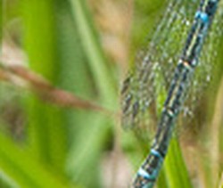 Coenagrion scitulum? - S